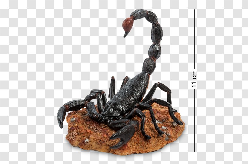Emperor Scorpion Arachnid Animal Shutterstock Transparent PNG