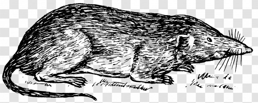 Whiskers Canidae Rat Shrew Clip Art - Galago - St Charles Borromeo Transparent PNG
