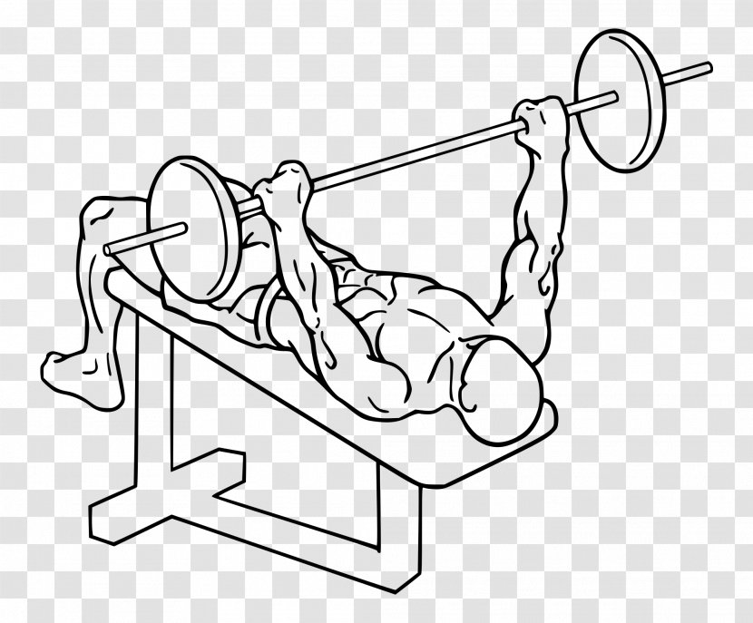 Bench Press Dumbbell Weight Training Barbell - Diagram Transparent PNG