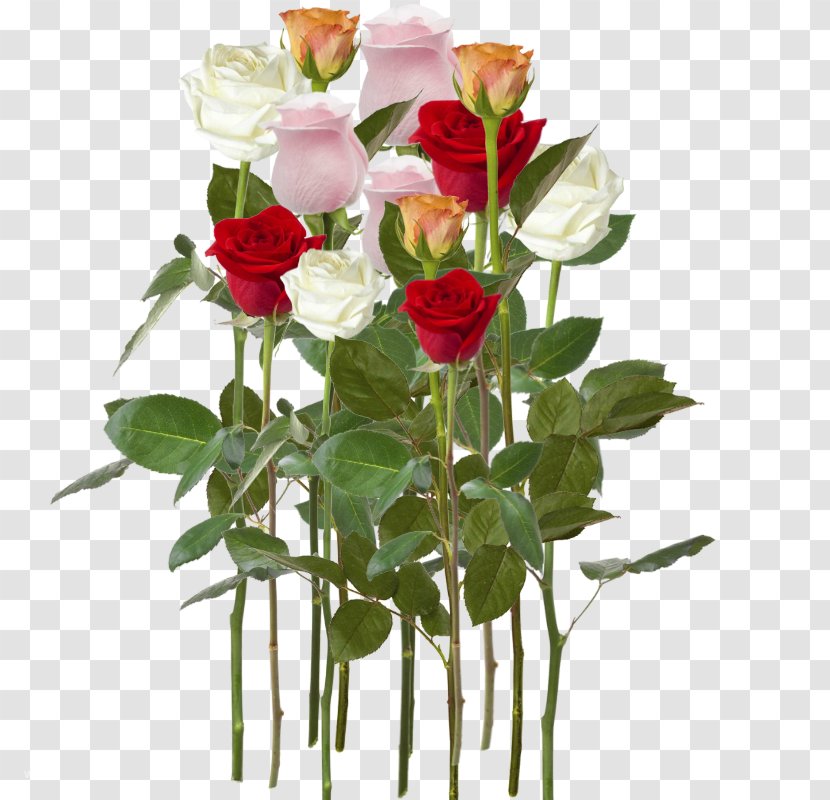 Garden Roses Cabbage Rose Floral Design Cut Flowers - Family - Flower Transparent PNG