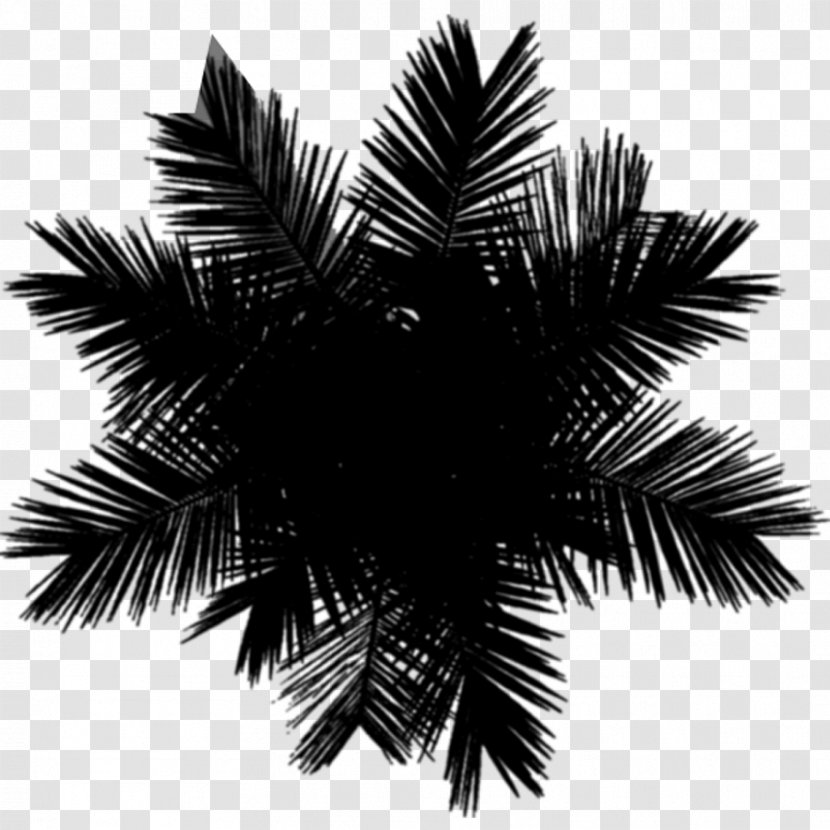 Asian Palmyra Palm Black & White - Tree - M Date Borassus Transparent PNG
