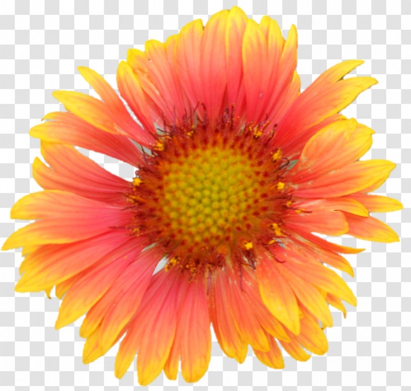 Common Daisy Gerbera Jamesonii Clip Art - Petal - Flower Transparent PNG