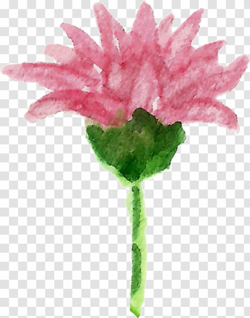 Carnation Cut Flowers Plant Stem Pink M Petal - Leaf Transparent PNG