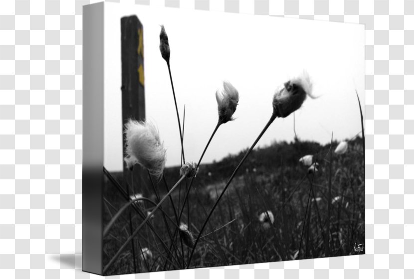 Picture Frames Flower White - Black And Transparent PNG