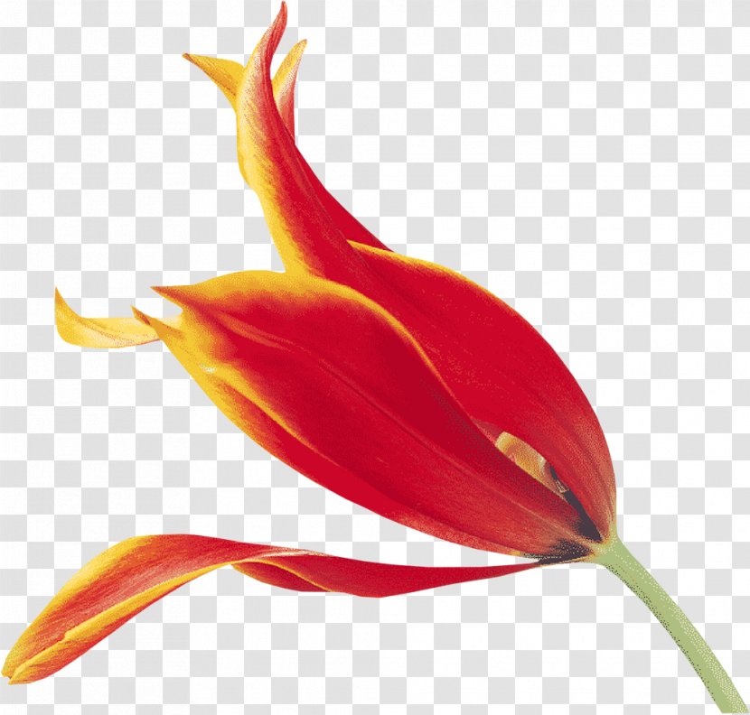 Flower Fototapet Tulip Neural Organization Clip Art - Flowering Plant - Orange Transparent PNG
