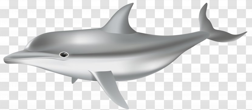 Common Bottlenose Dolphin Tucuxi Porpoise Shark Short-beaked - Cetacea Transparent PNG