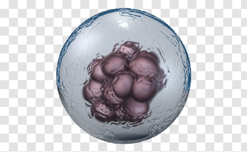 Embryonic Stem Cell Type Adult - Organelle Transparent PNG
