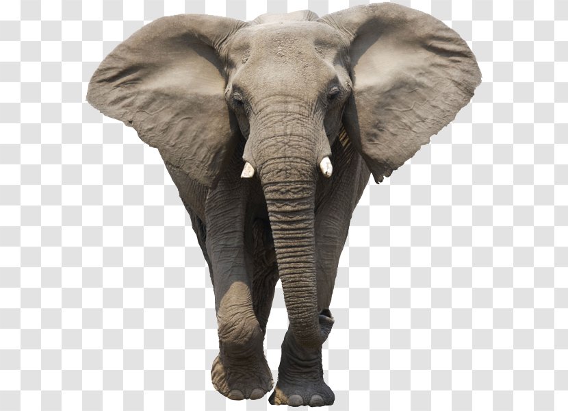 African Elephant - Painting Transparent PNG
