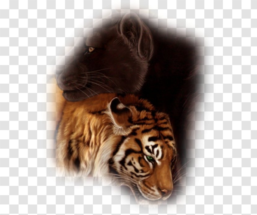 Tiger Cat Art Whiskers Desktop Wallpaper - Like Mammal Transparent PNG