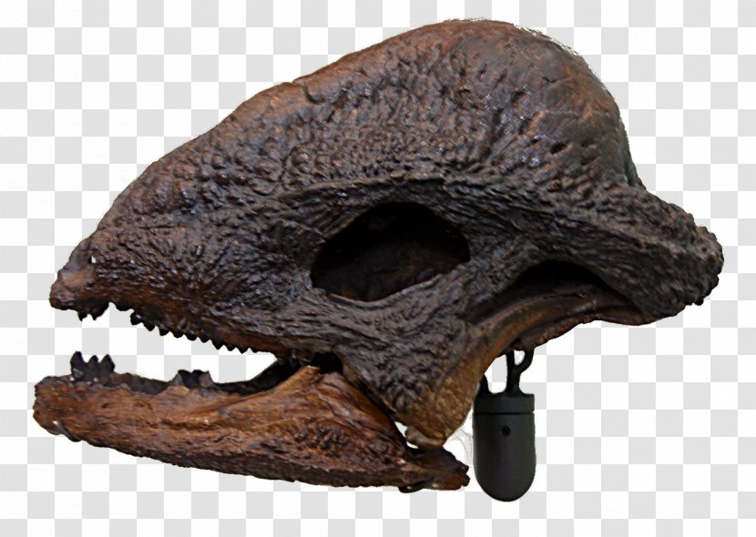 Dinosaur Museum Stegoceras Pachycephalosaurus Late Cretaceous Skull Transparent PNG