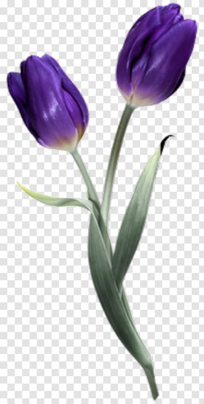 Tulip Flower PhotoScape PaintShop Pro - Petal Transparent PNG
