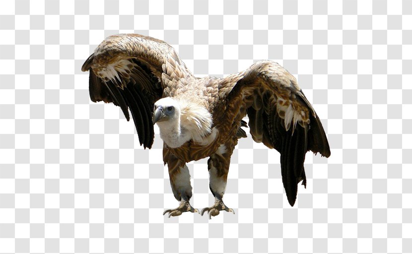 Eagle Vulture Beak Feather Wildlife - Terrestrial Animal Transparent PNG