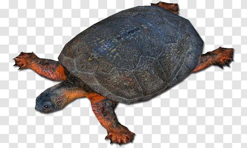 Box Turtles Common Snapping Turtle Zoo Tycoon 2 Loggerhead Sea Transparent PNG