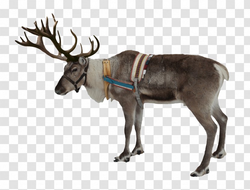 Rudolph Deer Santa Claus Clip Art - Finnish Forest Reindeer - Deers Transparent PNG