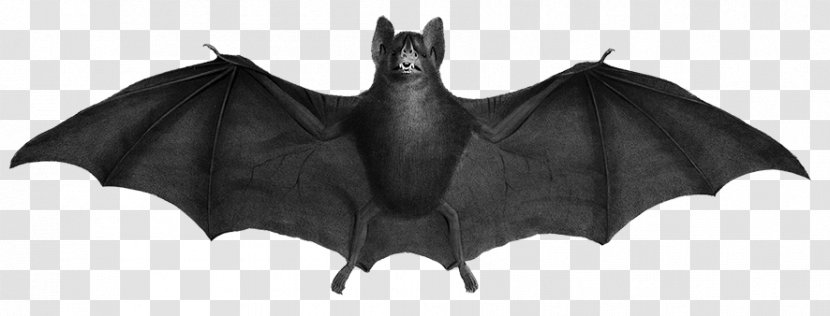 New World Leaf-nosed Bats Stock Photography Illustration Carollia - Fictional Character - Bat Transparent PNG