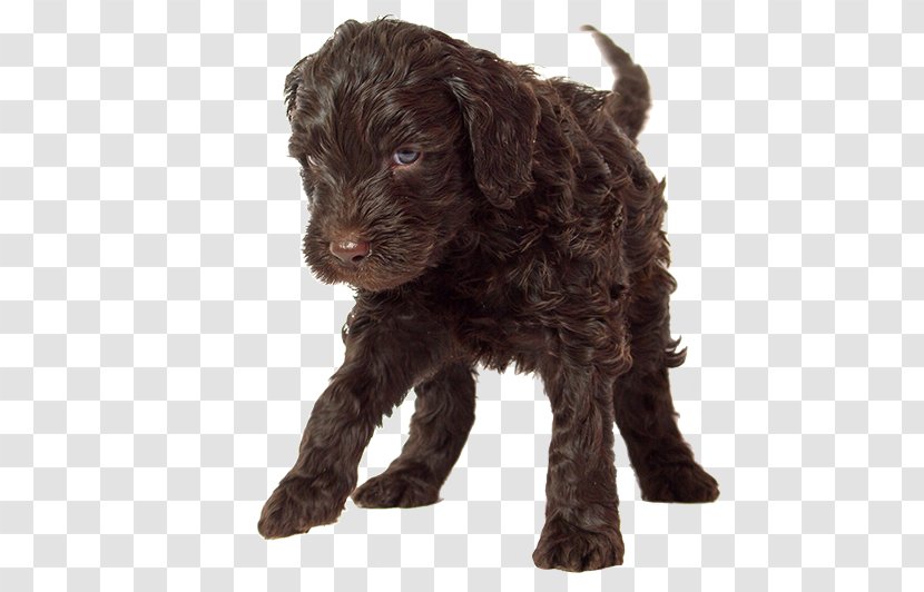 Cockapoo Barbet Schnoodle Portuguese Water Dog Goldendoodle - Labradoodle Transparent PNG