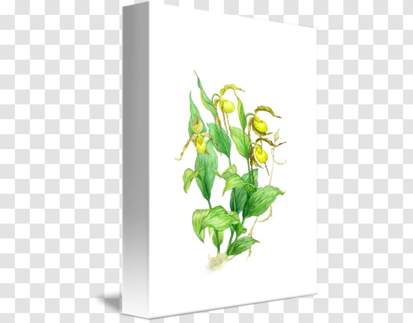 Wild Strawberry Imagekind Art Leaf - Bella Thorne - Lady's Slipper Orchids Transparent PNG