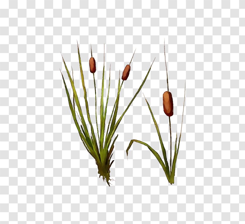 Flowering Plant Grass Flower Bulrush - Shortstraw Pine Red Transparent PNG