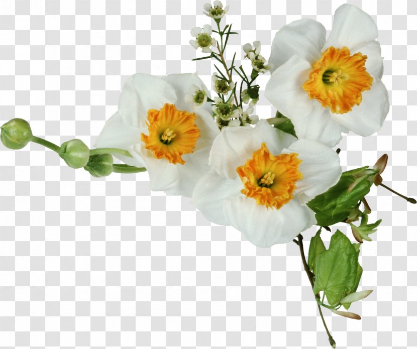 Clip Art - Flowering Plant - Frangipani Transparent PNG