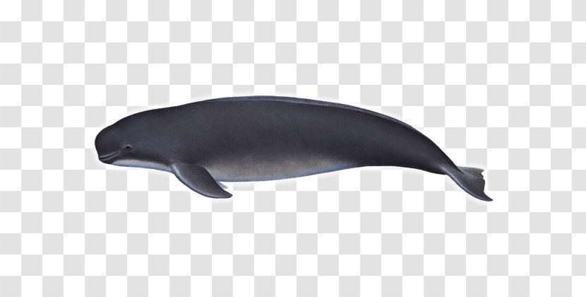 Tucuxi Common Bottlenose Dolphin Porpoise Cetaceans Transparent PNG