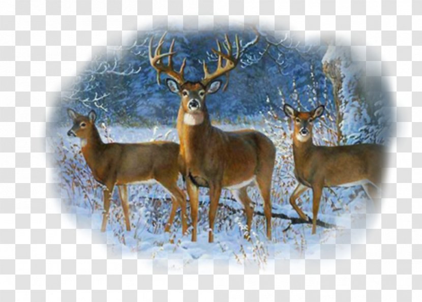 White-tailed Deer Winter Trio Wall Graphic Bald Eagle - White Tailed Transparent PNG