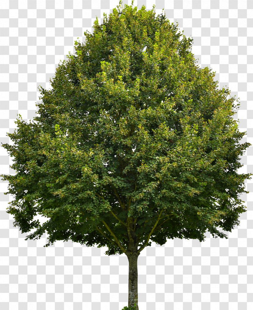 Red Maple Portia Tree Sugar Oak - Plant - Tilia Cordata Transparent PNG