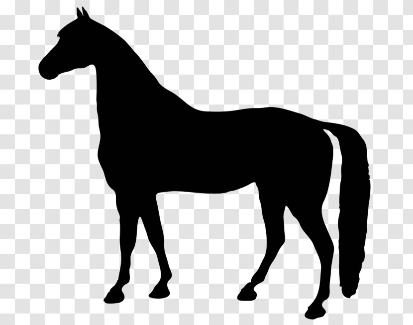 Horse Cartoon - Wildlife - Supplies Transparent PNG