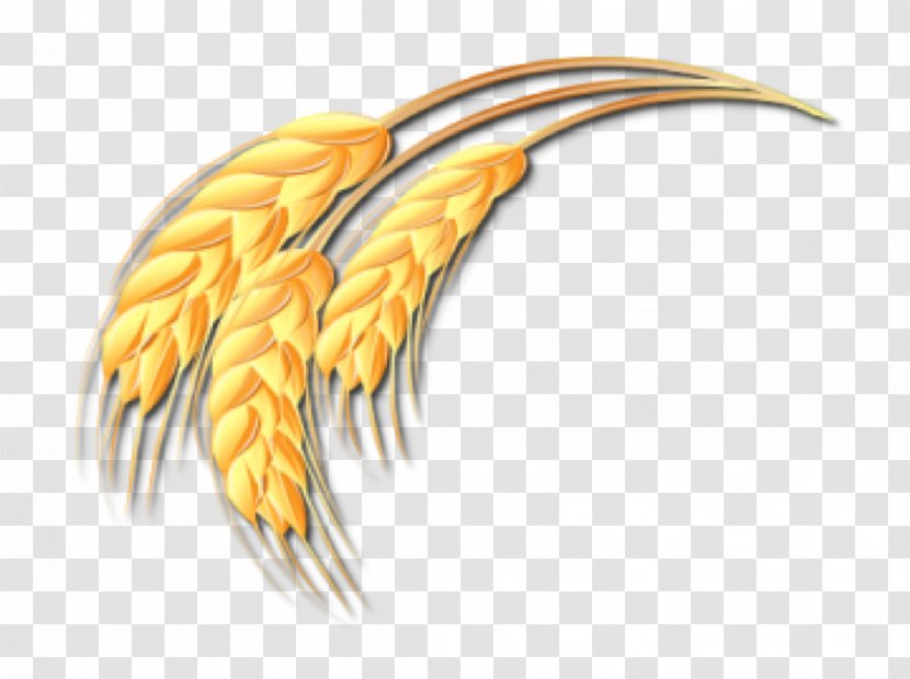 Wheat Ear Drawing Clip Art - Royaltyfree - Vector Transparent PNG