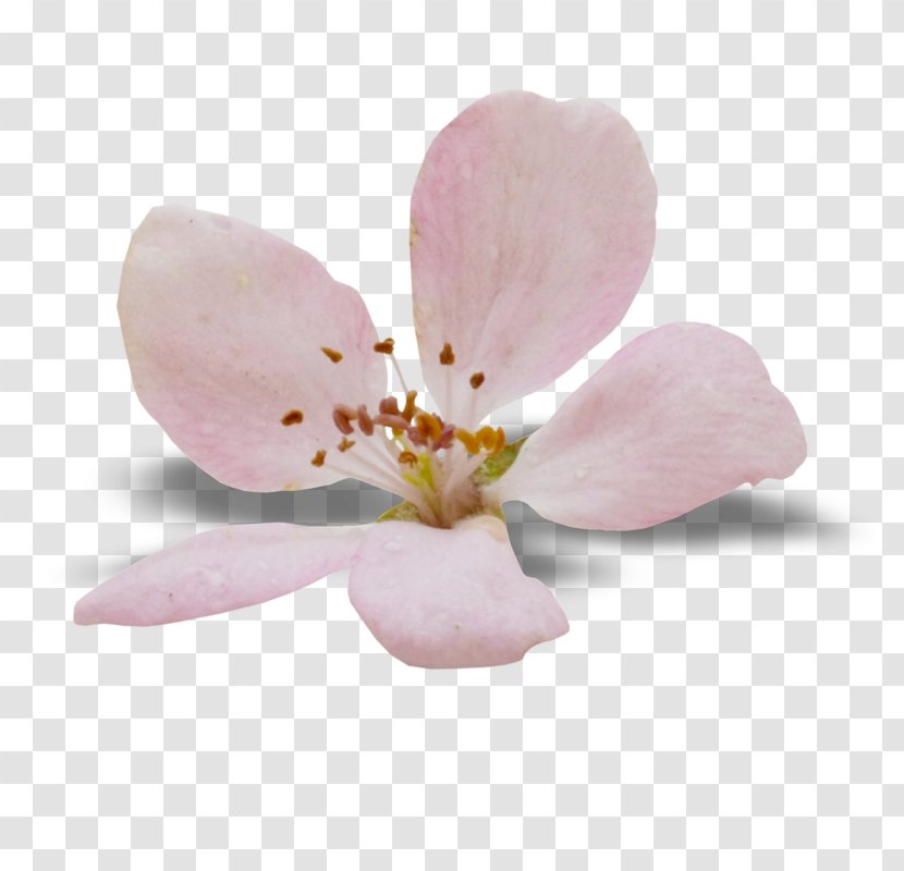 Moth Orchids Cherry Blossom Petal ST.AU.150 MIN.V.UNC.NR AD - Pink Transparent PNG