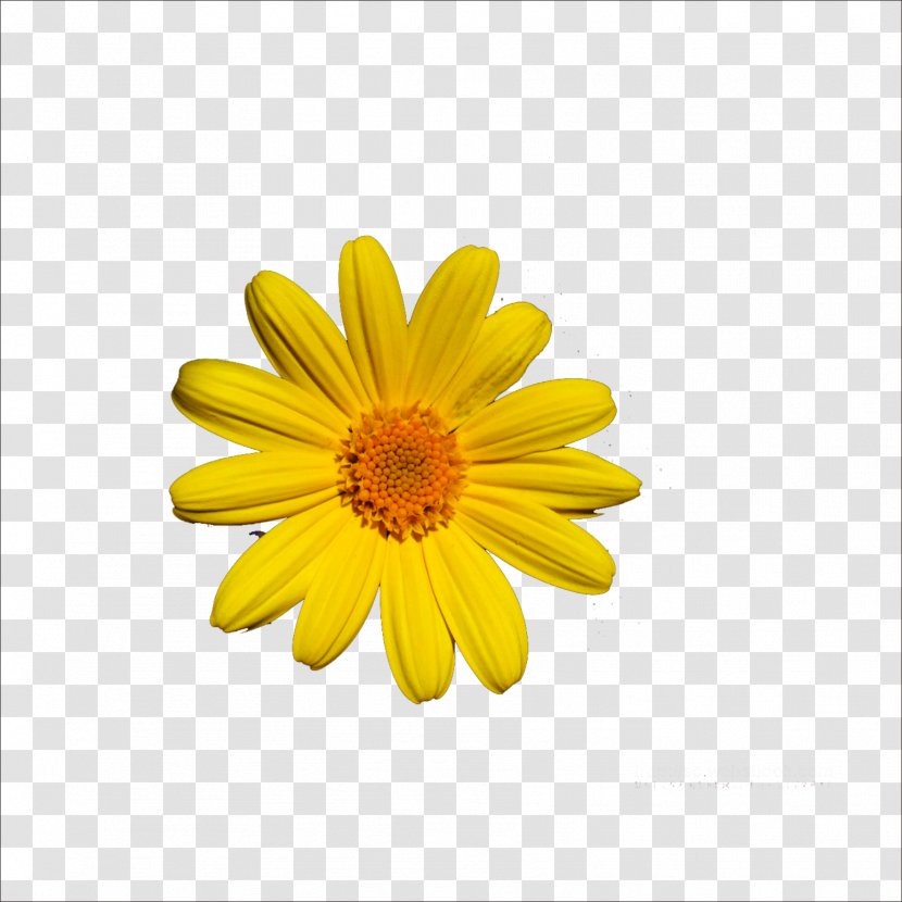 Chrysanthemum Oxeye Daisy - Gerbera Transparent PNG