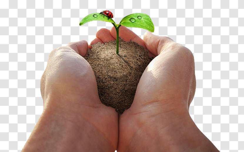 Download Plant Seed - Thumb - Holding Green Plants Transparent PNG