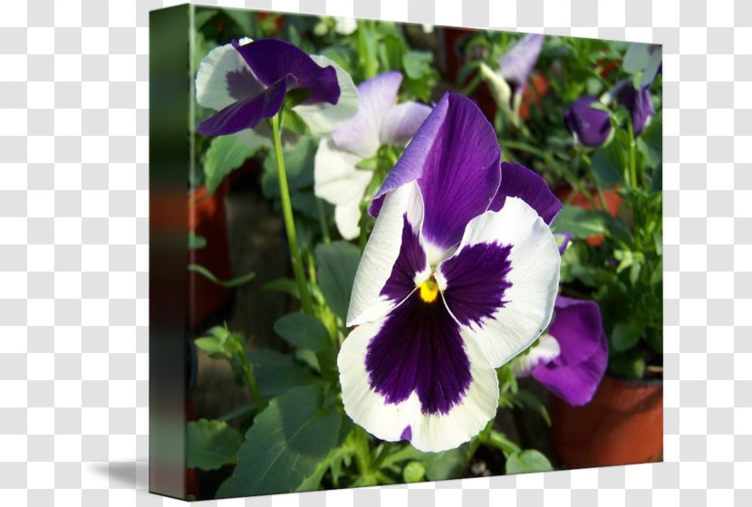 Violet Pansy Flowering Plant - Seed Transparent PNG