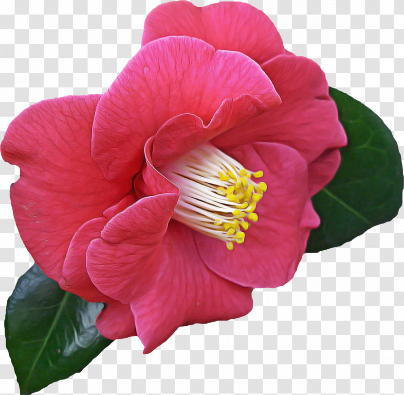Flower Petal Plant Pink Japanese Camellia Transparent PNG