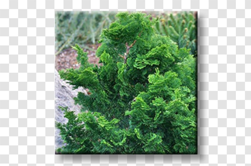 Arborvitae Evergreen Oriental Arbor-vitae Shrub Fir - Conifer Transparent PNG
