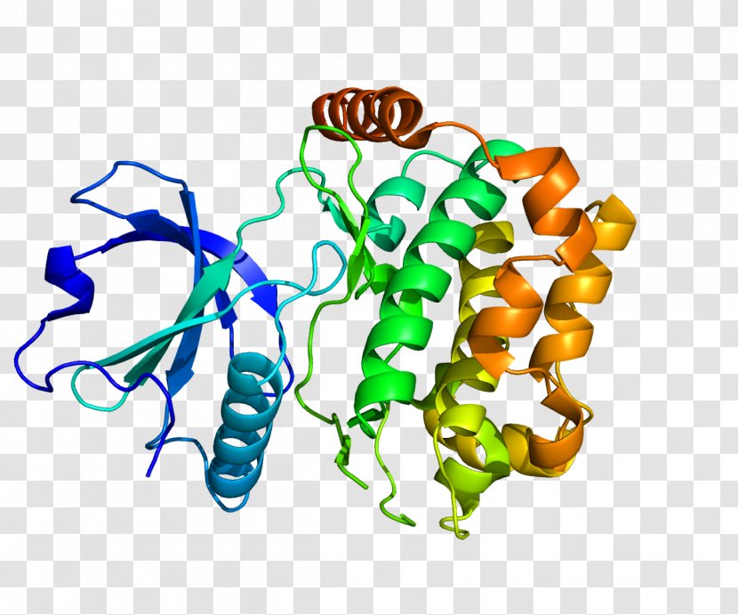 STK24 Mitogen-activated Protein Kinase Gene - Cartoon - Flower Transparent PNG