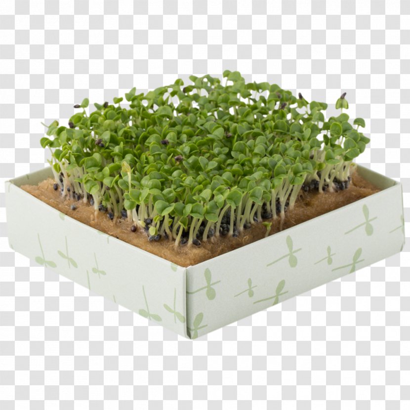Herb Flowerpot Rectangle - Rucola Transparent PNG
