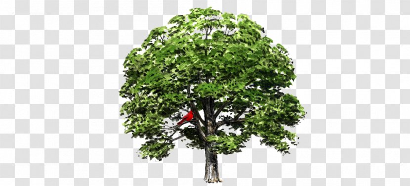 White Oak State Tree Iowa - Say Go Away Travel Transparent PNG