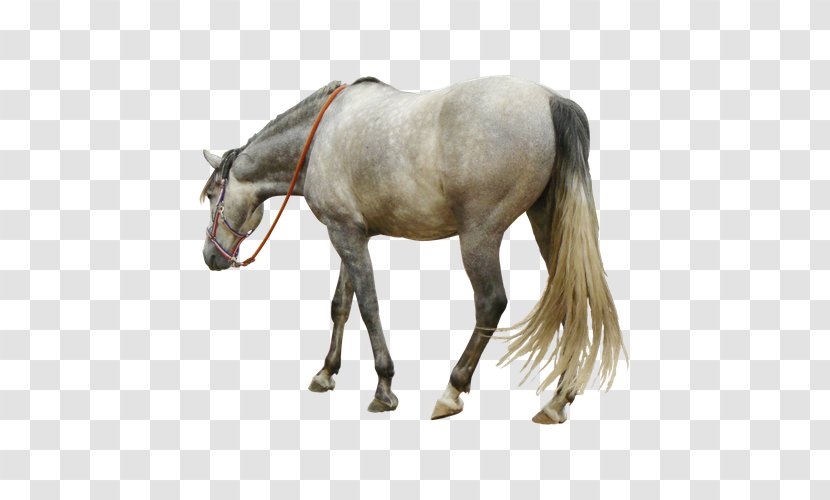 Andalusian Horse Arabian Mustang American Quarter - Grey - Bow Transparent PNG