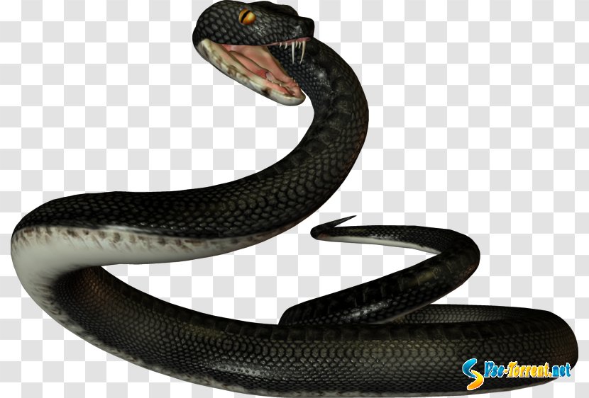 Snake Reptile Clip Art - Ophidia Transparent PNG