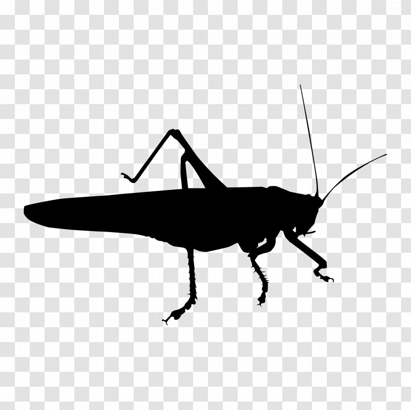 Insect Tettigonia Viridissima Grasshopper Tettigoniinae Cantans - Cricket Transparent PNG