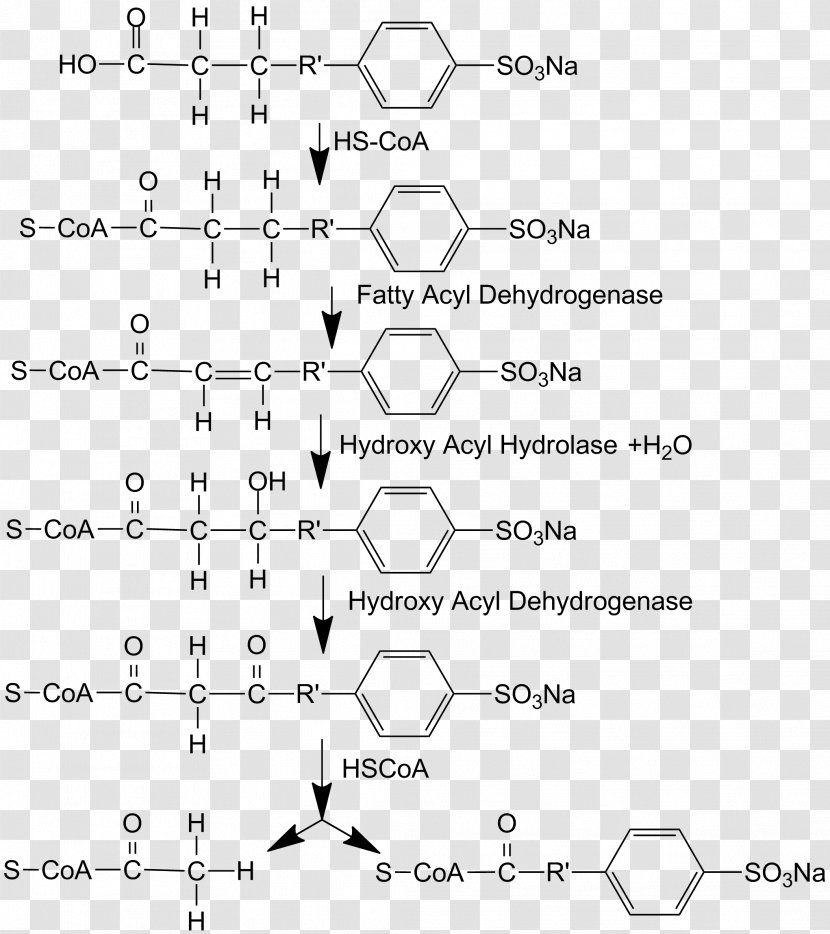 Biodegradation Alkylbenzene Sulfonates Dodecylbenzene Surfactant - Watercolor - Beta Transparent PNG