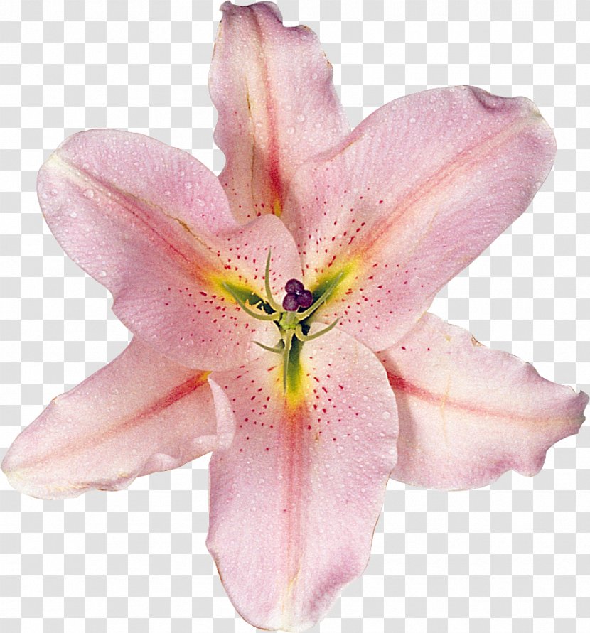 Lilium Cut Flowers Daylily - Flowering Plant - Flower Transparent PNG