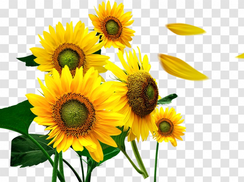Common Sunflower Petal - Daisy Family Transparent PNG