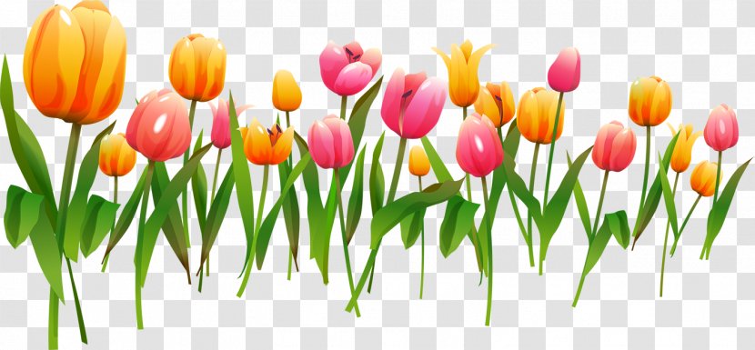 Tulip Vector Graphics Clip Art Picture Frames Floral Design - Seed Plant Transparent PNG