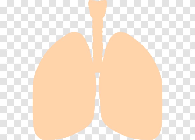 Lung Clip Art - Bronchus - Small Lungs Cliparts Transparent PNG