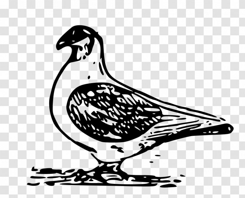 Domestic Pigeon Columbidae Drawing Clip Art - Monochrome Photography Transparent PNG