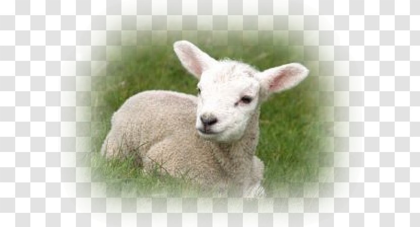 Sheep Lamb And Mutton God Wool Sermon - Flower Transparent PNG