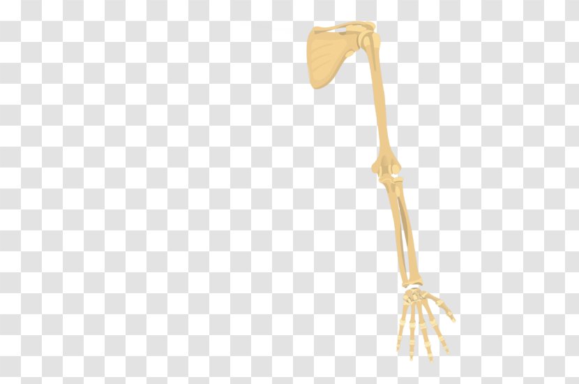 Shoulder Girdle Appendicular Skeleton Human Axial - Arm Transparent PNG