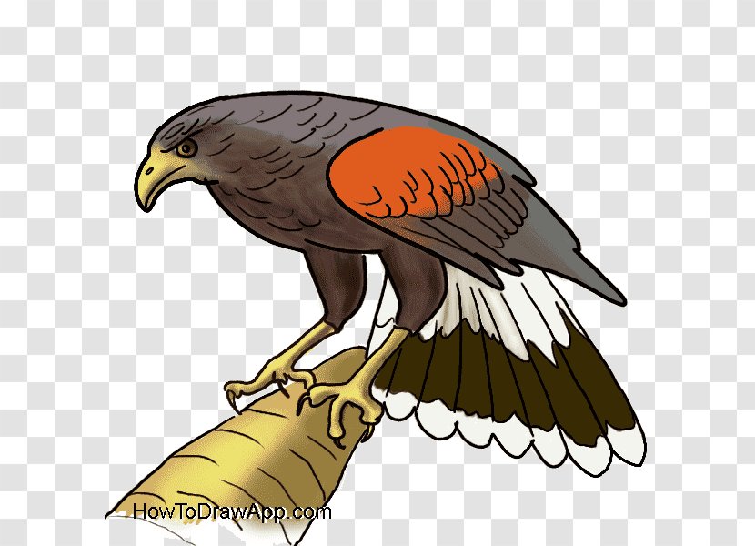 Bald Eagle Hawk Drawing Transparent PNG