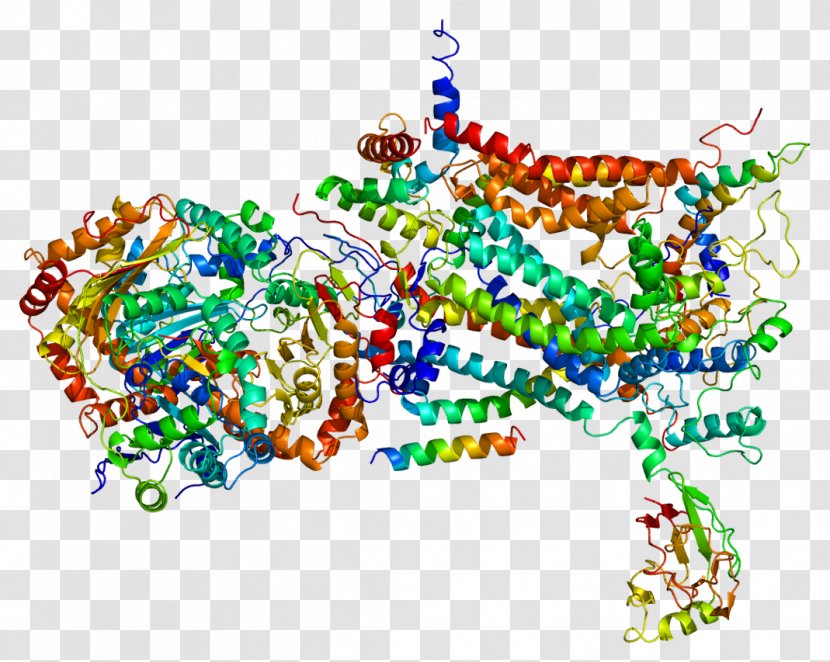 UQCRC1 UQCRFS1 Rieske Protein Gene - Frame - Watercolor Transparent PNG